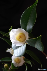 白椿 白椿