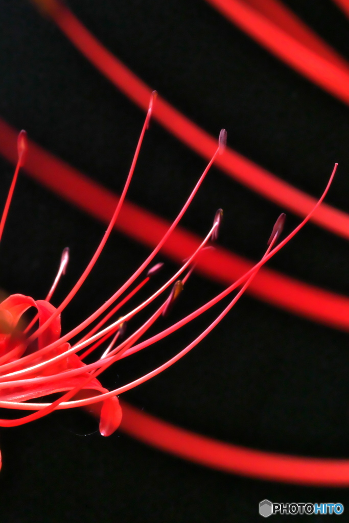 彼岸花　仲良し