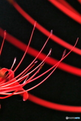 彼岸花 仲良し 彼岸花 仲良し