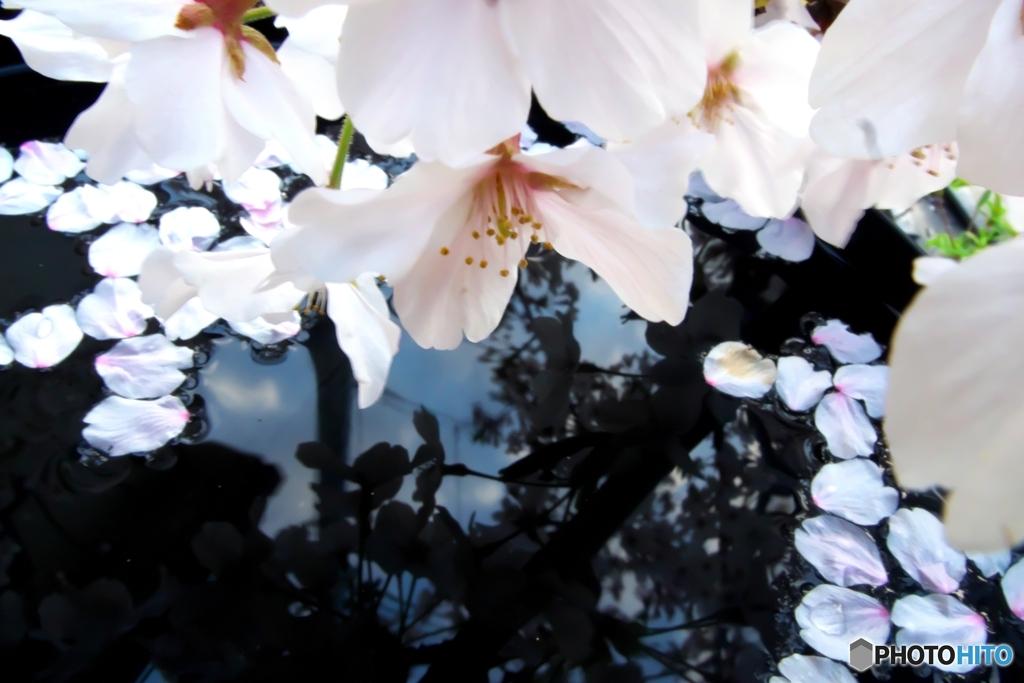桜