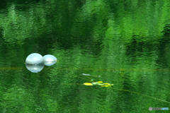 野池の夏