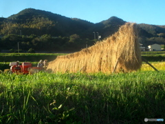 実りの秋 実りの秋