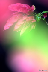 えびそう えびそう