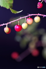 小さな実 小さな実