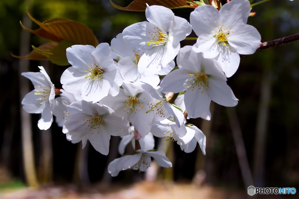 桜
