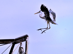 ふんわりと ふんわりと