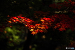 一条の光の中に