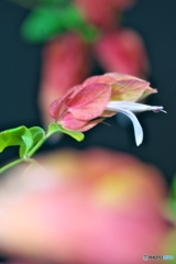 えびそう えびそう