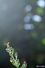 小さな秋 小さな秋