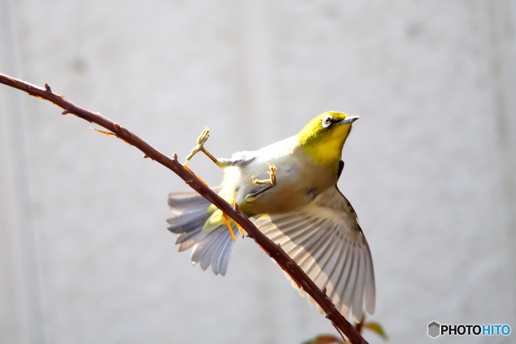 メジロが飛んだ