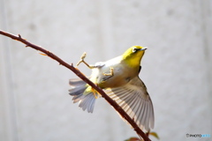 メジロが飛んだ メジロが飛んだ