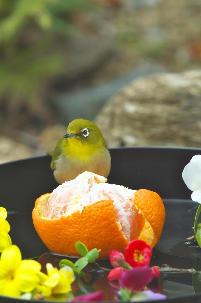 庭に弁当を広げ