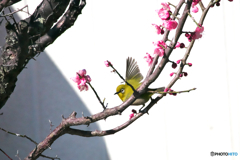 梅にメジロ 梅にメジロ