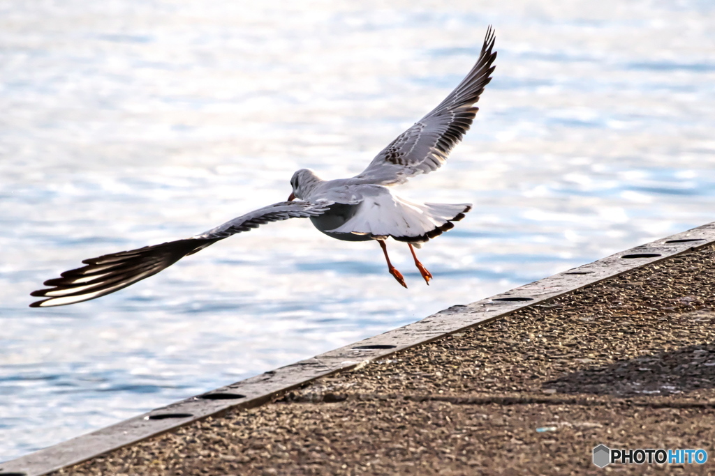 自由をもとめて