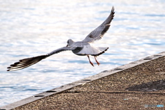 自由をもとめて 自由をもとめて