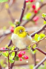 チョコン チョコン