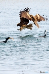 俺のものだ 俺のものだ