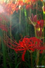 西日射す 西日射す