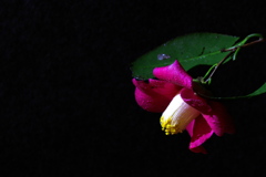 闇に咲く 闇に咲く