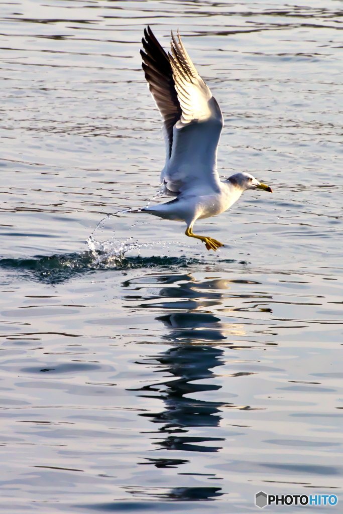 夕日に向かって