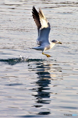夕日に向かって 夕日に向かって