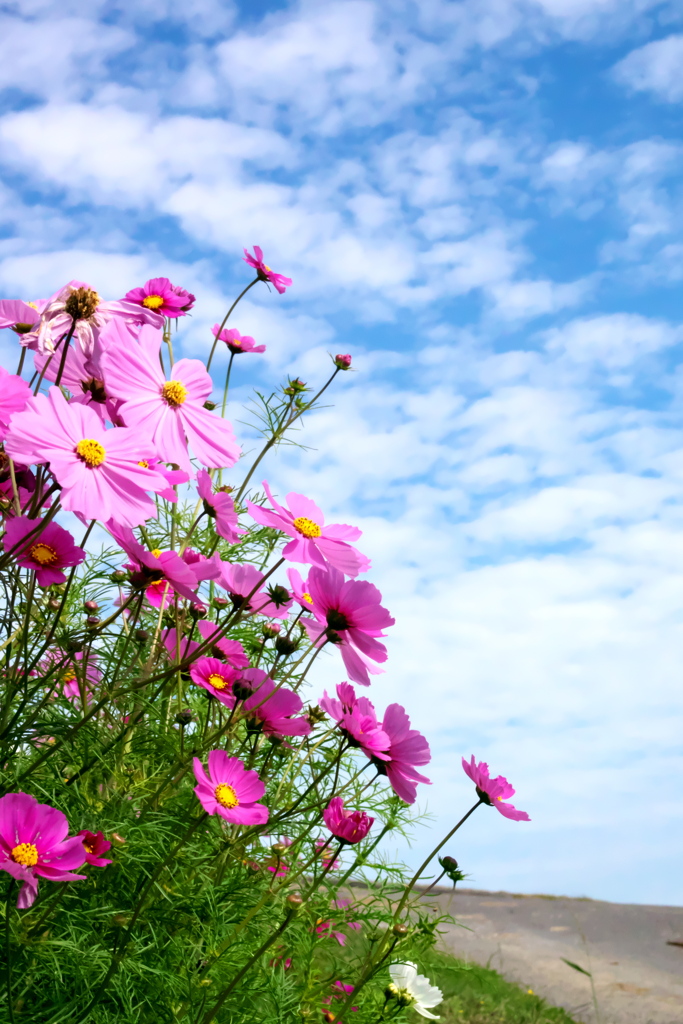 コスモス
