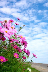 コスモス コスモス