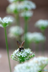 ニラの花に ニラの花に