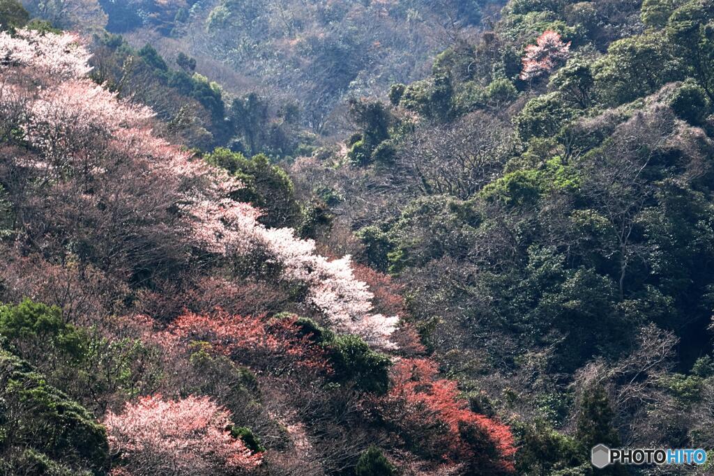 深山に桜咲く