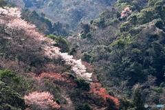 深山に桜咲く