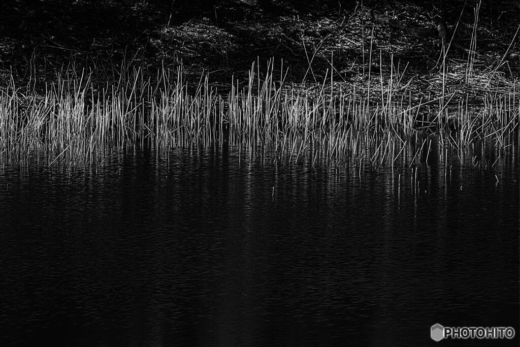 冬の野池の対岸に