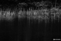 冬の野池の対岸に