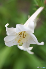 高砂百合 高砂百合