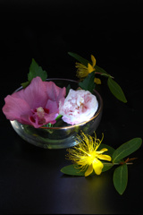 黄色い花 黄色い花