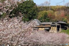 桜の花の上に