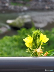 オハヨウ オハヨウ