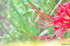 彼岸花4 彼岸花4