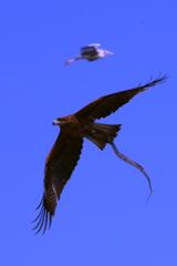 仕舞った 仕舞った