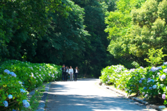 散歩道 散歩道