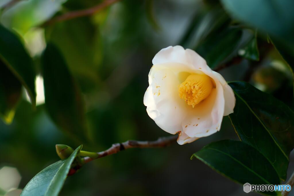 白い花
