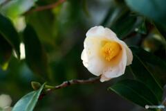 白い花