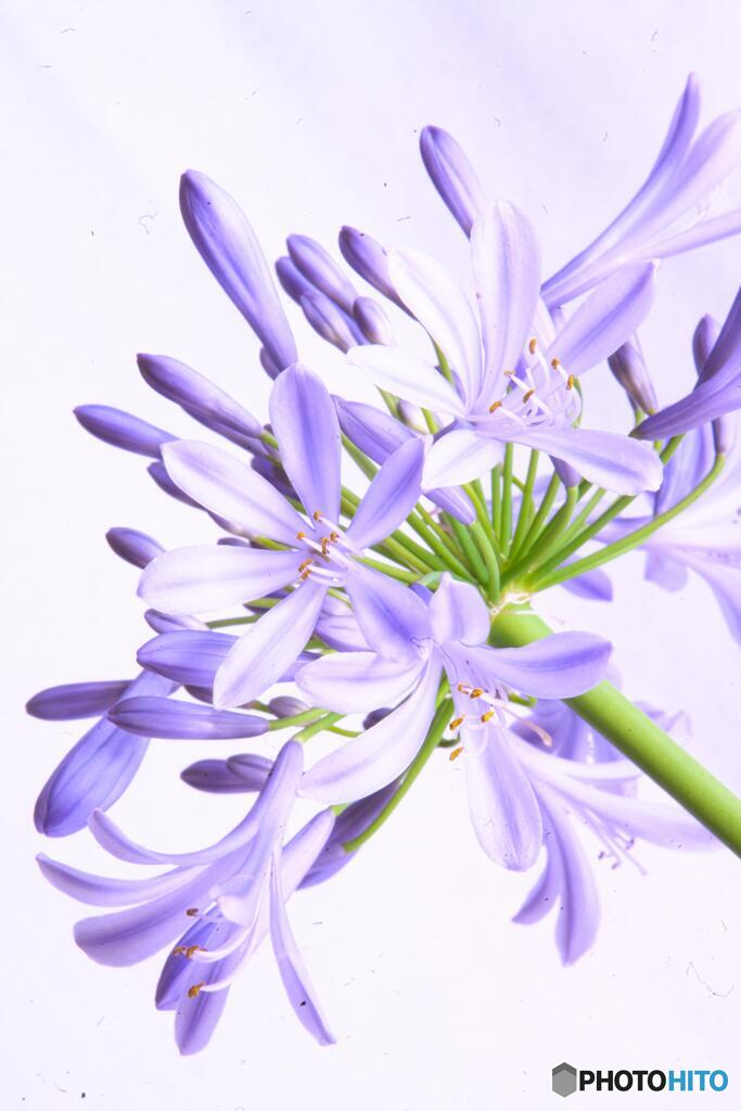 アガパンサス１