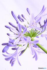 アガパンサス1 アガパンサス1