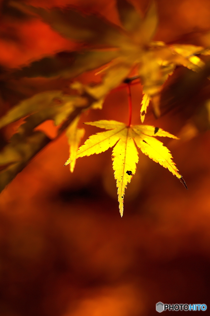 黄金の葉