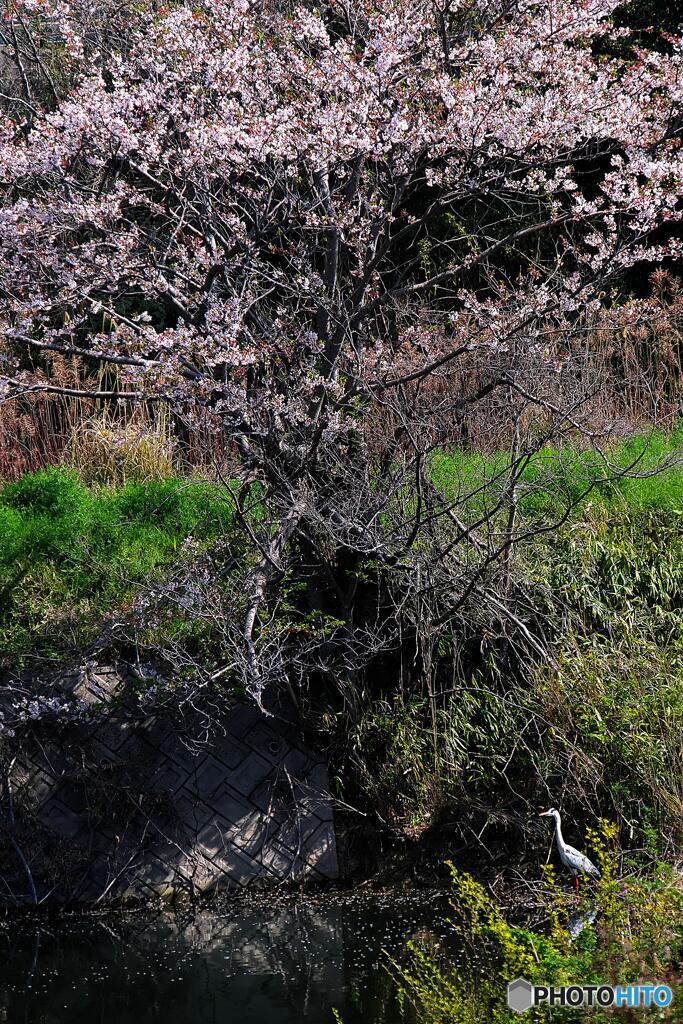 ため池のそばに