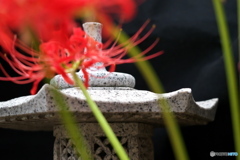 彼岸花1 彼岸花1