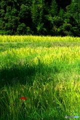 山間の田に咲く 山間の田に咲く