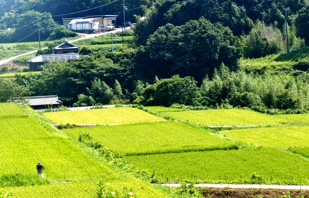 島の秋