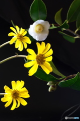 庭に咲く 庭に咲く