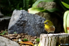 探検